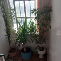 گل اپارتمانی