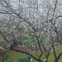 زمین با متراژ ۴۰۰ متر لب آسفالت۱۴ متر برو سندسند