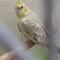 عروس هلندی رام