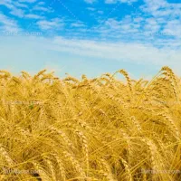گندم مهرگان برای بذرونون