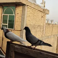 کبوتر تهرونی سفید ماده و کبوتر سبز اصفونی|پرنده|خمینی‌شهر, |دیوار
