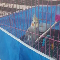 عروس هلندی نر با قفس و تجهیزات|پرنده|پیر بکران, |دیوار