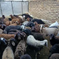 گوسفند قزل رسمی ۴۶ عدد ۶ عدد نرسالم واکسن خورده|حیوانات مزرعه|ایجرود, |دیوار