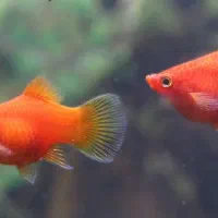 فروش ماهی آکواریوم و وسایل