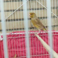 فروش قناری نر و ماده