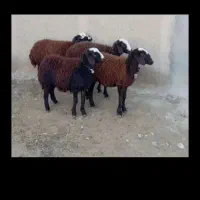 دام زنده  در کل کرج