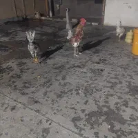 معاوضه خروس|حیوانات مزرعه|محمدشهر, جعفرآباد|دیوار