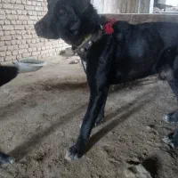 سگ‌گله‌ای‌‌مخصوص‌نگهبانی