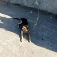 سگ ژرمن شپرد.|سگ|مشهد, کلاته برفی|دیوار