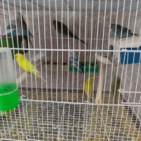 کتوله-عروس-فنج-مرغ عشق 100تومن|پرنده|نیشابور, خیام|دیوار