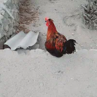 خروس محلی جوان|حیوانات مزرعه|بندرعباس, |دیوار