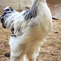خروس برهما
