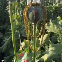 جواهرات