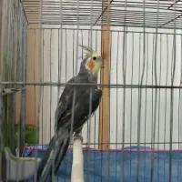 عروس هلندی نر