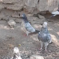 پاکستانی|پرنده|کلاتان, |دیوار