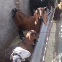 بزو بزغاله پاکستانی|حیوانات مزرعه|مشهد, کلاکوب|دیوار