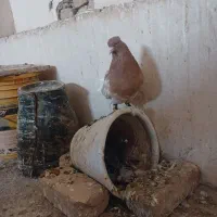 کفتر کله زرد