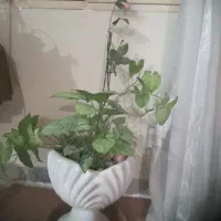 فروش گل وگلدون باسایزهای مختلف