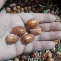 سنجد|خوردنی و آشامیدنی|مشهد, حیدرآباد|دیوار