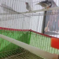 فنچ|پرنده|سعدآباد, |دیوار