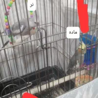 چند تا عروس  هلندی