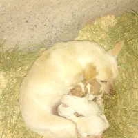 پاپی کوچولو|سگ|فیروزه, |دیوار