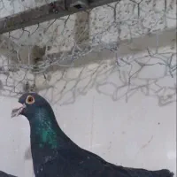 کبوتر ها اردبیل هستن|پرنده|کرج, فاز ۴ مهرشهر|دیوار