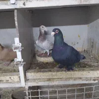 یک جفت کفتر برای جوجه کشی