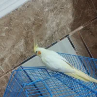 عروس هلندی دستی