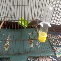 قناری درجه یک