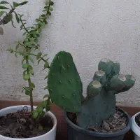 حراج گل وگیاه|گل و گیاه طبیعی|مینودشت, |دیوار