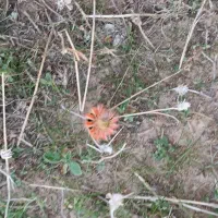 اجاره زمین کشاورزی داری آب برق وموتوراب|اجارهٔ کوتاهمدت ویلا و باغ|باوی, |دیوار