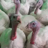 خواهان ۲۰۰عدد بوقلمون پرواری از ۷ کیلو تا ۲۰ کیلو