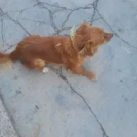 سگ پا کوتاه