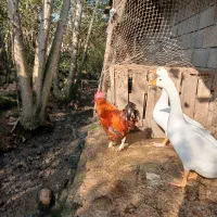 غاز|حیوانات مزرعه|کومله, |دیوار