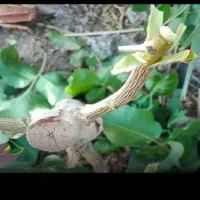 اجرای پیوند پسته برای همه استان ها
