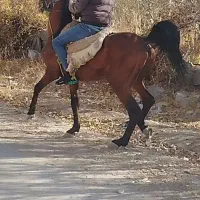 دو عدد اسب نریان و مادیان|اسب و تجهیزات اسبسواری|تیکمه داش, |دیوار