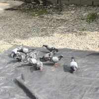 کبوتر‌مسافتی