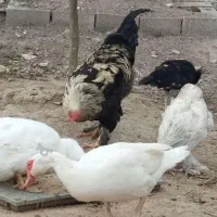 اردک خارجی . تخم قره قا. وول.خروس برهما|حیوانات مزرعه|قائمشهر, |دیوار