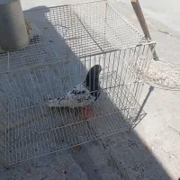 سینه اث