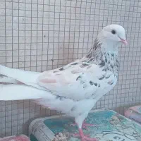کبوتر.شازده سرور.ماده