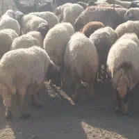 گله میش و بره ..گوسفند ابستن|حیوانات مزرعه|رومشکان, |دیوار