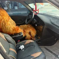 پژو405|خودرو سواری و وانت|سراوان, |دیوار