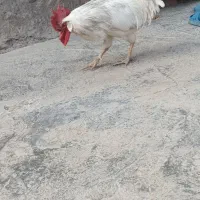 خروس چاق محلی