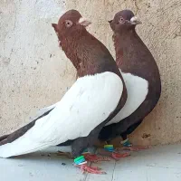 ۳ تا کبوتر سینه تافته ای و سینه سرخ