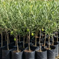 نهال زیتون با تخفیف فوق‌العاده