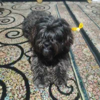 سگ شیتزو با تربیت