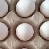 تخم مرغ سیبرایت نطفه دار موجود است.