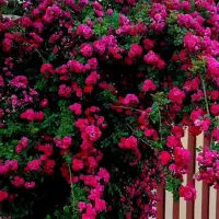 خدمات کشاورزی وباغبانی  کاشت انواع درختان میوه