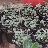 گل.   گل.   گل.|گل مصنوعی|یزد, |دیوار